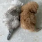 Cheeto and Smoochie.