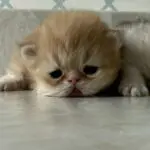 Cheeto-$3750, male