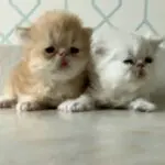 Cheeto and Smoochie- $3750 each