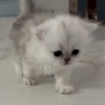 Pancake $1550