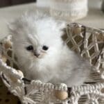 Sterling-chinchilla silver male
