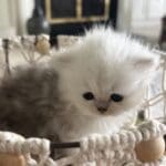 Willow-$2950