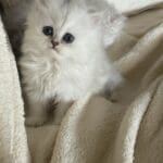 Sterling, male