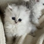 Sterling, chinchilla silver boy