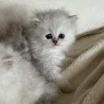 Willow